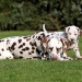 Dalmatian Dream for ORMOND vom Teutoburger Wald age 24 month