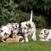 Dalmatian Dream for ORMOND vom Teutoburger Wald age 24 month