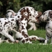 Dalmatian Dream for ORMOND vom Teutoburger Wald age 24 month