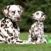 Dalmatian Dream for ORMOND vom Teutoburger Wald age 3 years