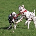 Christi ORMOND Release Me with her best friend Spotted Pearls Brutus