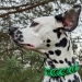 Christi ORMOND Evergreen Emerald 15 Monate alt