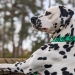 Christi ORMOND Evergreen Emerald 15 Monate alt