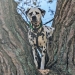 Christi ORMOND Evergreen Emerald age 15 month