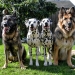 Christi ORMOND Evergreen Emerald with his pack