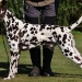 Christi ORMOND Gentle Gladiator age 12 month