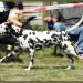 Stud dog Christi ORMOND Centurio