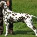 Stud dog Christi ORMOND Coppola
