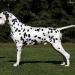 Deckrüde Spotnik's First Farao For Ormond