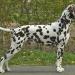 Stud dog Christi ORMOND European Illusion