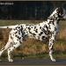 Stud dog Christi ORMOND Fantastic Flashlight