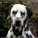 Stud dog Christi ORMOND Highly Diamond Fuji