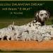 Mochaccino Dalmatian Dream 5 Jahre alt