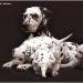 Mochaccino Dalmatian Dream 8 Jahre alt