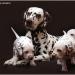 Mochaccino Dalmatian Dream 8 Jahre alt