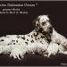 Mochaccino Dalmatian Dream 8 Jahre alt