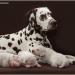 Mochaccino Dalmatian Dream 8 Jahre alt
