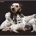Mochaccino Dalmatian Dream 8 Jahre alt