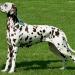 Mochaccino Dalmatian Dream 3 Jahre alt