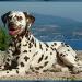 Mochaccino Dalmatian Dream age 2 years