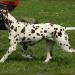 Mochaccino Dalmatian Dream age 4 years