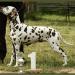 Mochaccino Dalmatian Dream age 6 years